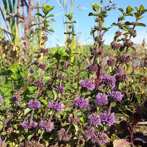 Graines de violette pennyroyal à semer – fleur à couper très appréciée – variété traditionnelle et graines sans OGM pour le jardin familial