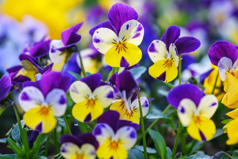 Perennial violet anpflanzung samen
