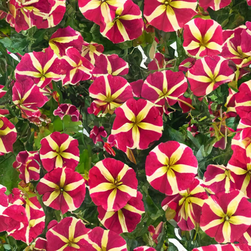 Transform your garten with rot and gelb petunia blume samen for vibrant anpflanzung displays