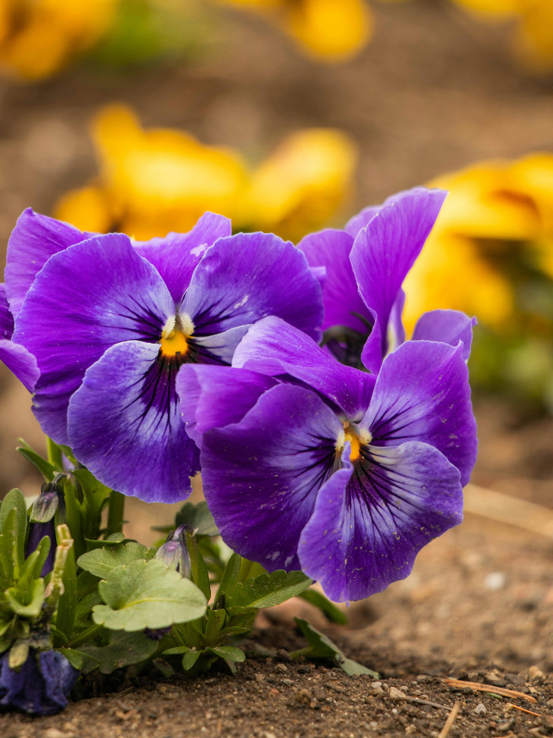 Violet vivace graines de fleurs à semer – idéal pour les plates-bandes – variété traditionnelle et sans OGM, graines pour le jardin familial