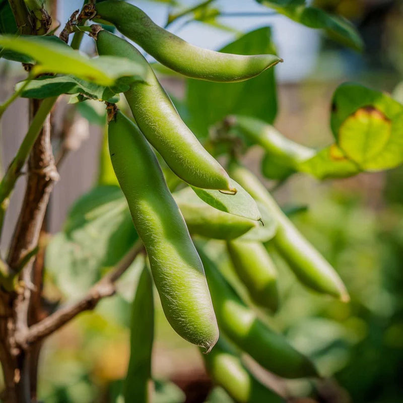 Graines de légumes Dixie Butter blancs à planter