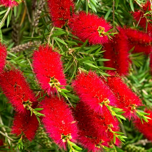 Graines d’arbre rince-bouteille rouge à semer pour ajouter de l’éclat au jardin