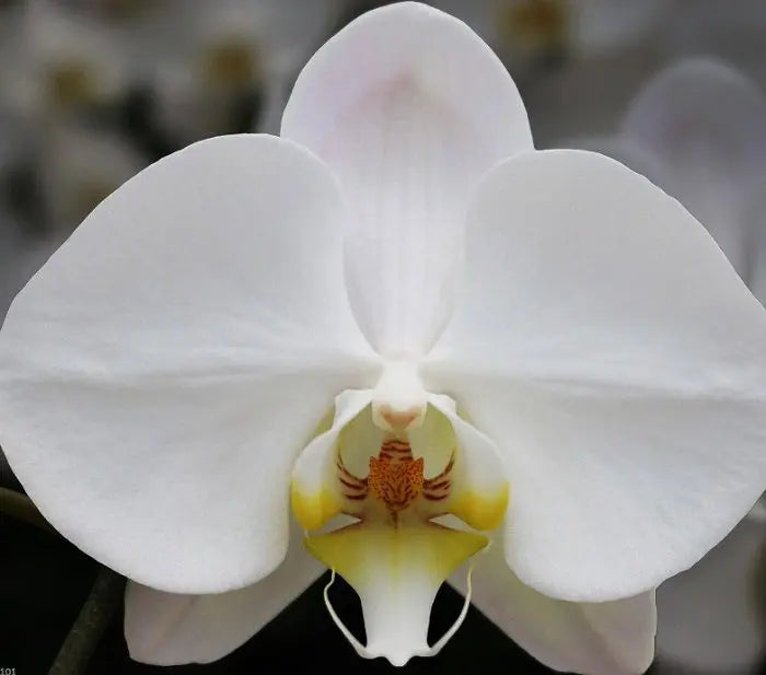 Semillas de orquídea mariposa blanca para sembrar – variedad tradicional – sin ingeniería genética – germinación ecológica, semillas para jardín