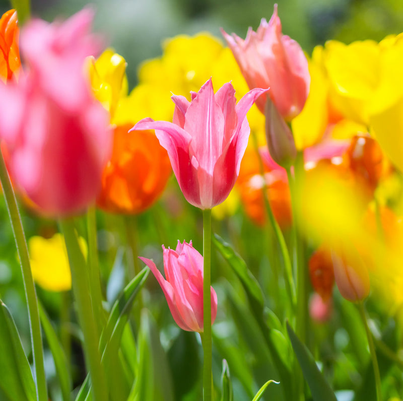 Graines de plantes de Pékin : fournitures essentielles pour les semis