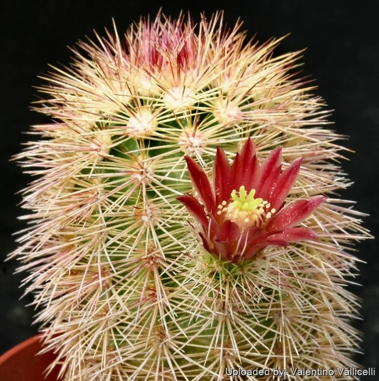 Graines de fleurs rouges d’Echinocereus russanthus à semer – qualité supérieure – variété traditionnelle et sans OGM, graines pour jardin familial