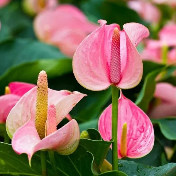 Rosa anthurium samen for hydroponic anpflanzung