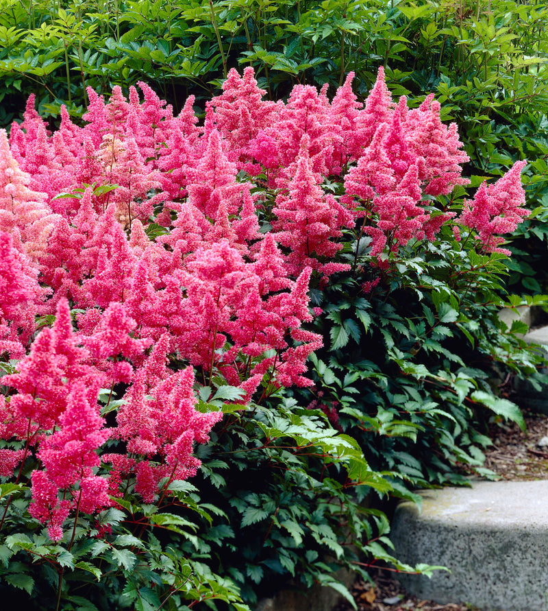 Rosa astilbe samen for anpflanzung – elegant shade-loving blumen