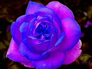 Rosa & blau rose blume samen for anpflanzung
