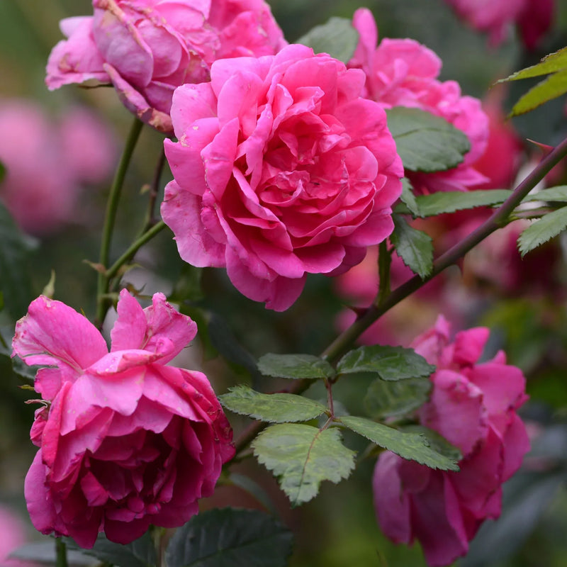 Rosa climbing rose samen for vibrant garten blooms