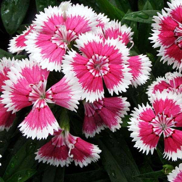 Rosa double flowered dianthus samen for anpflanzung