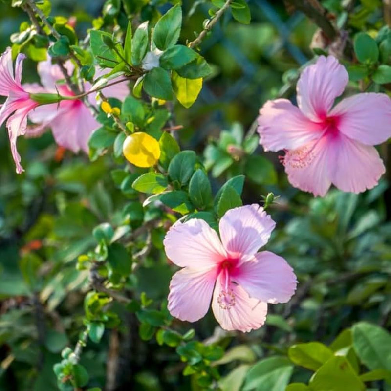 Rosa hibiscus blume samen