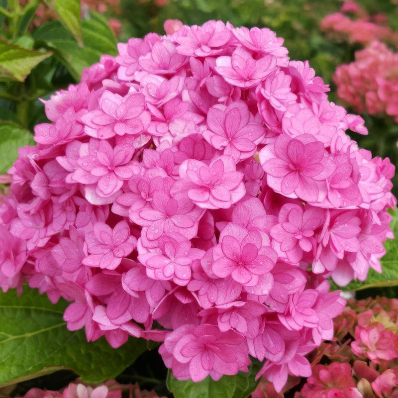 Rosa hydrangea blume samen for garten anpflanzung
