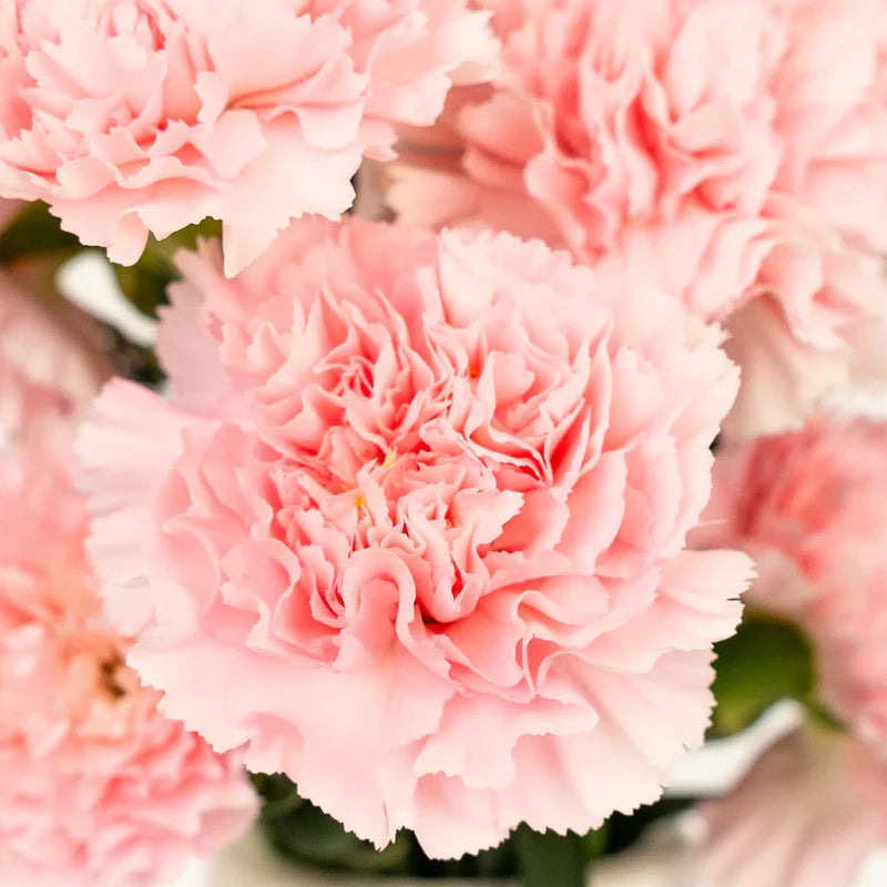 Semillas de flores de claveles rosas para siembra, de crecimiento compacto, variedad tradicional y sin ingeniería genética, para el jardín doméstico