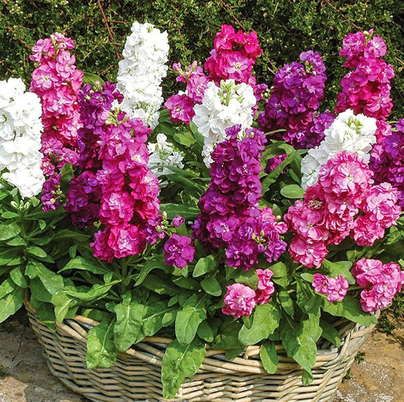 Rosa matthiola incana blume samen for vibrant garten blooms
