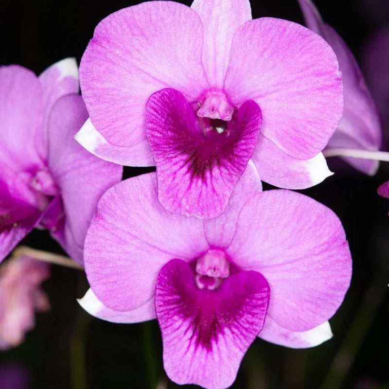 Rosa orchid blume samen for anpflanzung