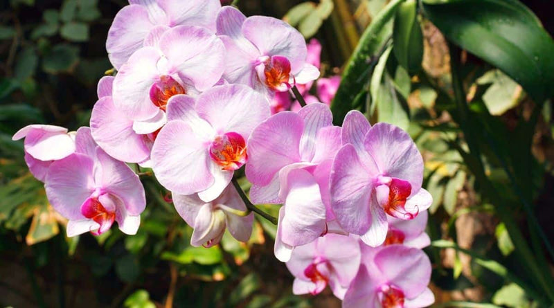 Blanco Orquídea, semillas para siembra, ideales para jardines domésticos con flores blancas serenas