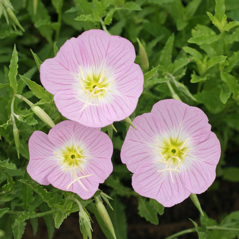 Rosa primrose blume samen for anpflanzung