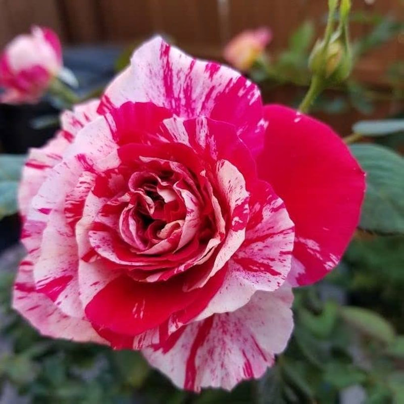 Rosa rot rose blume samen for anpflanzung