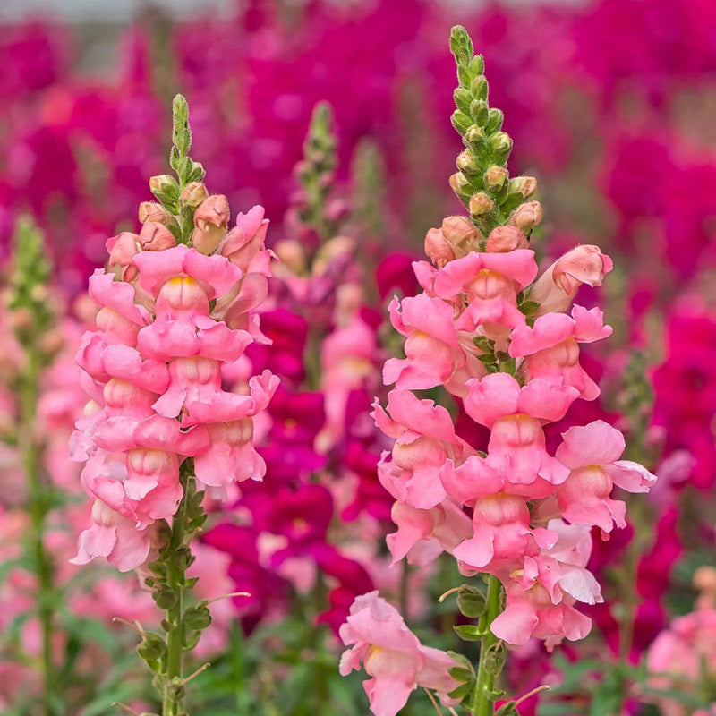 Graines de fleurs de muflier rose à semer – floraison parfumée – variété traditionnelle et graines de jardin sans OGM