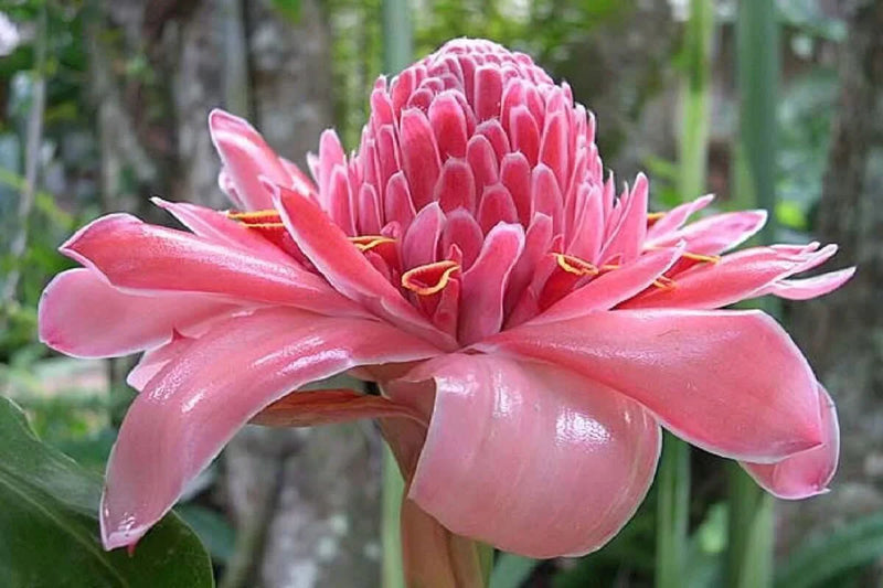 Rosa torch ginger samen for anpflanzung