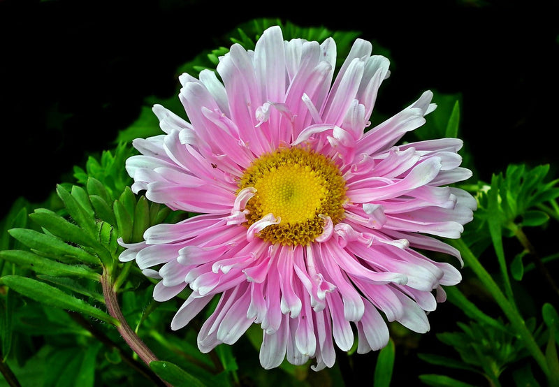 Rosa & weiß aster samen for anpflanzung