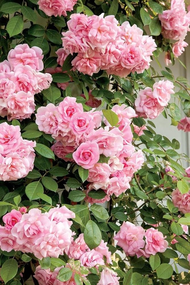 Rosa & weiß climbing rose samen for easy garten anpflanzung