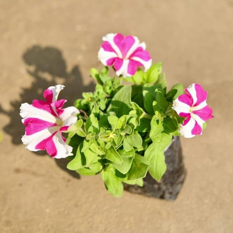 Rosa and weiß petunia samen for anpflanzung