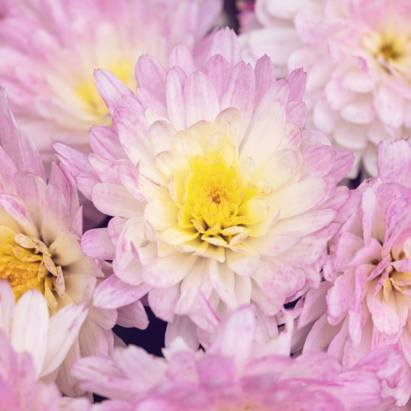 Rosa gelb chrysanthemum blume samen for anpflanzung