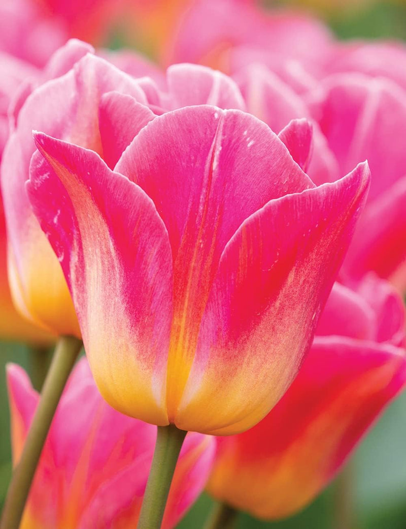 Rosa and gelb tulip blume samen for anpflanzung