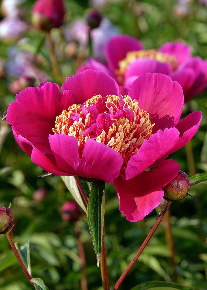 Rosa & gelb walter mains blume samen for garten anpflanzung