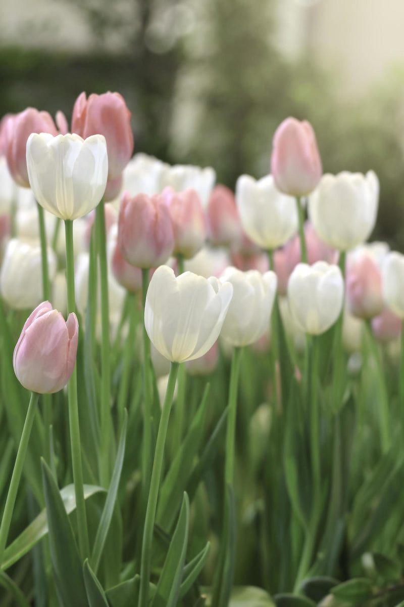 Semillas de tulipán blanco y rosa, flores luminosas, siembra primaveral