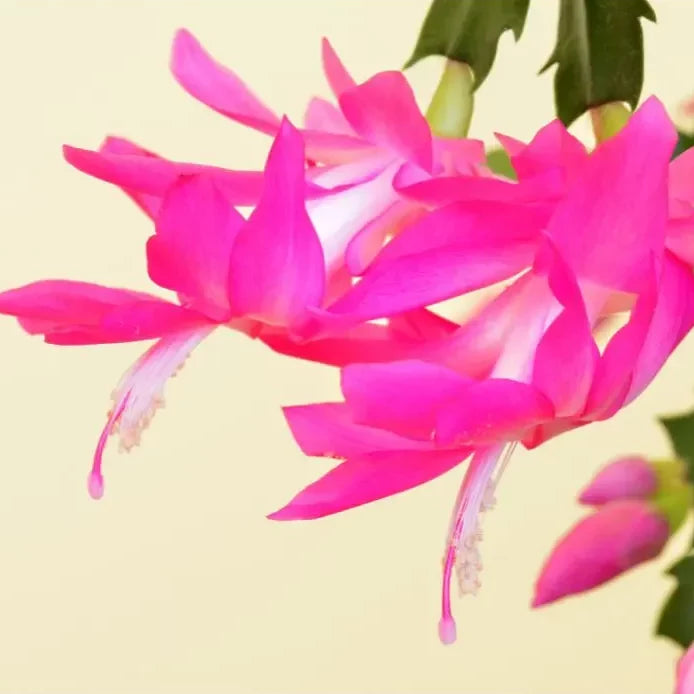 Semillas de flores de cactus de Navidad rosa para siembra – tolerantes a la semisombra – variedad tradicional y sin ingeniería genética, semillas para el jardín doméstico