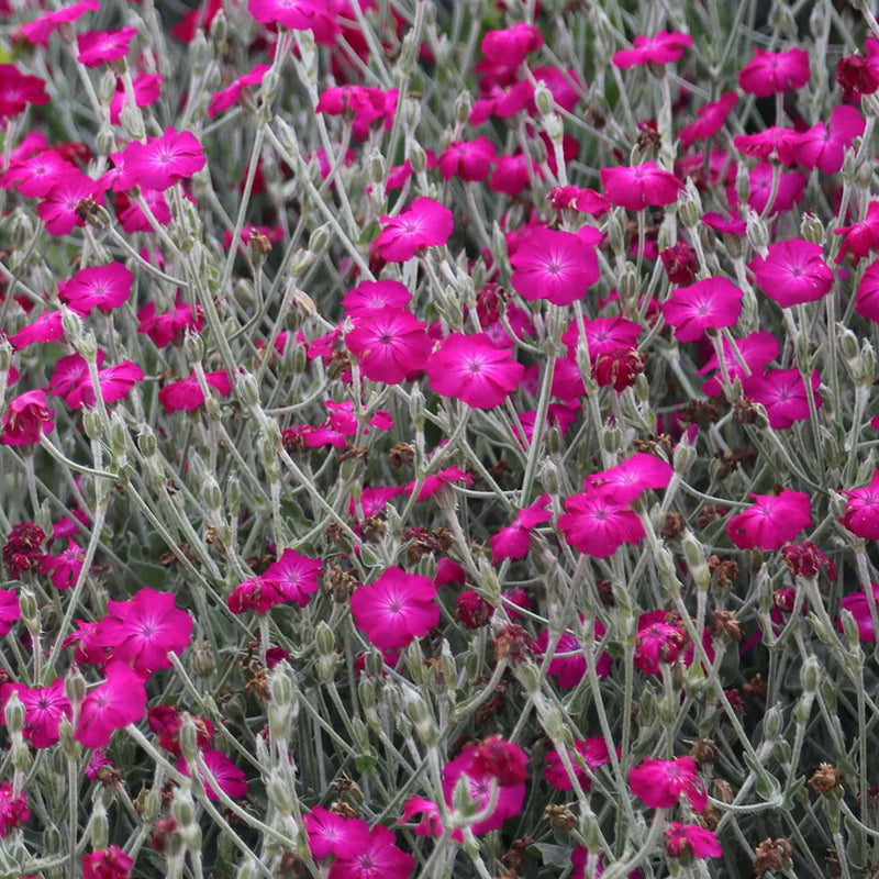 Graines de fleurs de lychnis violet à semer – variété robuste – variété traditionnelle et sans OGM, graines pour jardin familial