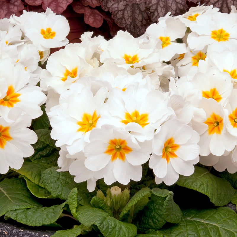 Semillas de prímula blanca para siembra – luminosa – variedad tradicional y semillas sin ingeniería genética para el jardín doméstico