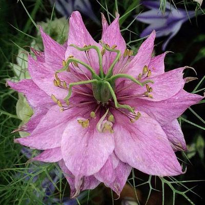 Rose Nigella damascena graines de fleurs à semer – mélange de fleurs sauvages – variété traditionnelle et sans OGM, graines pour jardin familial