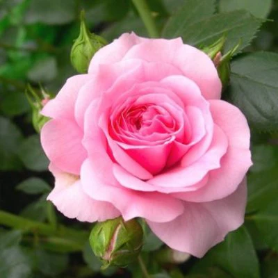 Graines de rose rose pâle à semer, tolérante à la sécheresse, variété traditionnelle et sans OGM, graines pour jardin familial