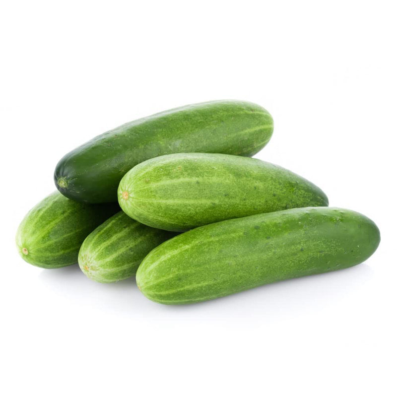 Poona kheera cucumber samen non-gmo für unique garten cucumbers