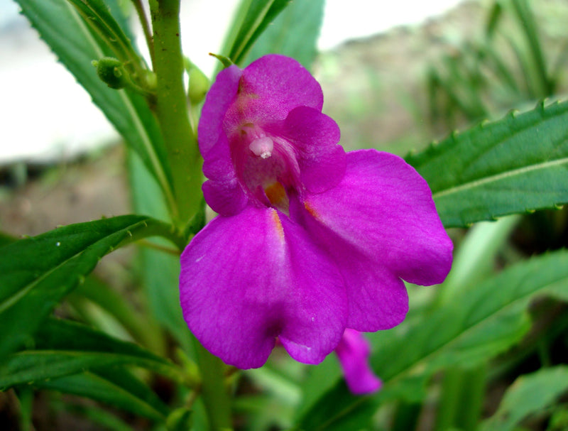 Balsamine blumen in töpfen