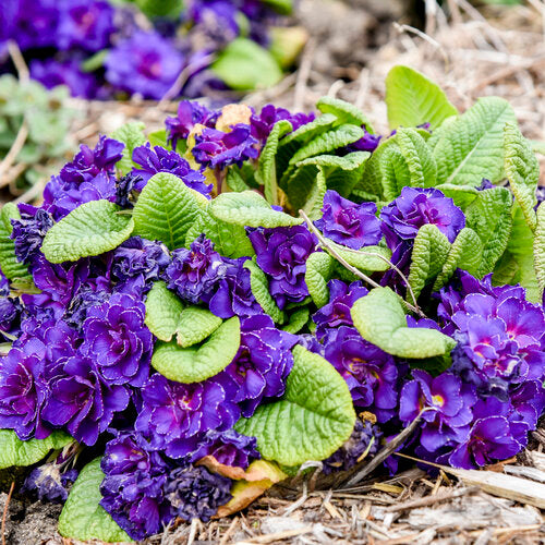 Semillas de prímula roja y morada para sembrar: flores brillantes para el jardín, ideales para añadir un toque colorido