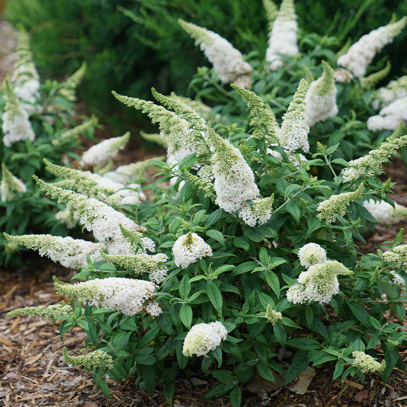 Semillas de arbusto de las mariposas blanco para siembra – tolerante a la semisombra – variedad tradicional y semillas sin modificación genética para el jardín doméstico