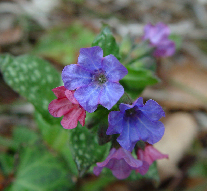 Pulmonaria blume samen for anpflanzung pollinator friendly heirloom & gmo free samen for home garten
sale samen for home garten anpflanzung