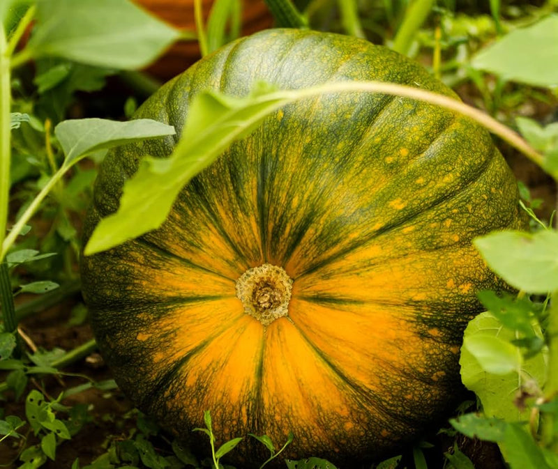 Ripe pumpkins ready für harvest