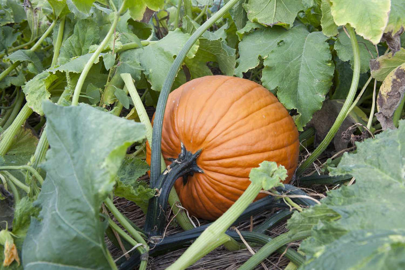 Pumpkin aussaat guide für home gardens