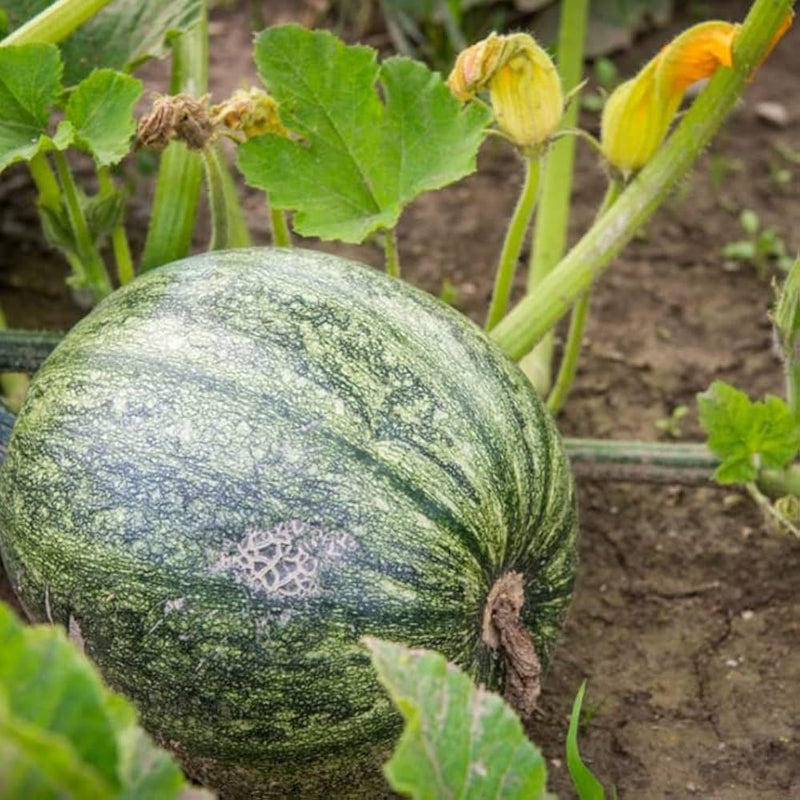Pumpkin cucurbita pepo samen für aussaat
