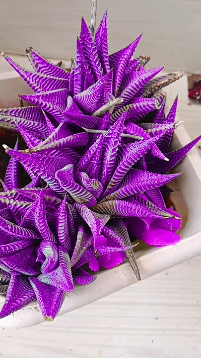 Purple Aloe Cameron Samen for Easy Indoor and Outdoor Aussaat