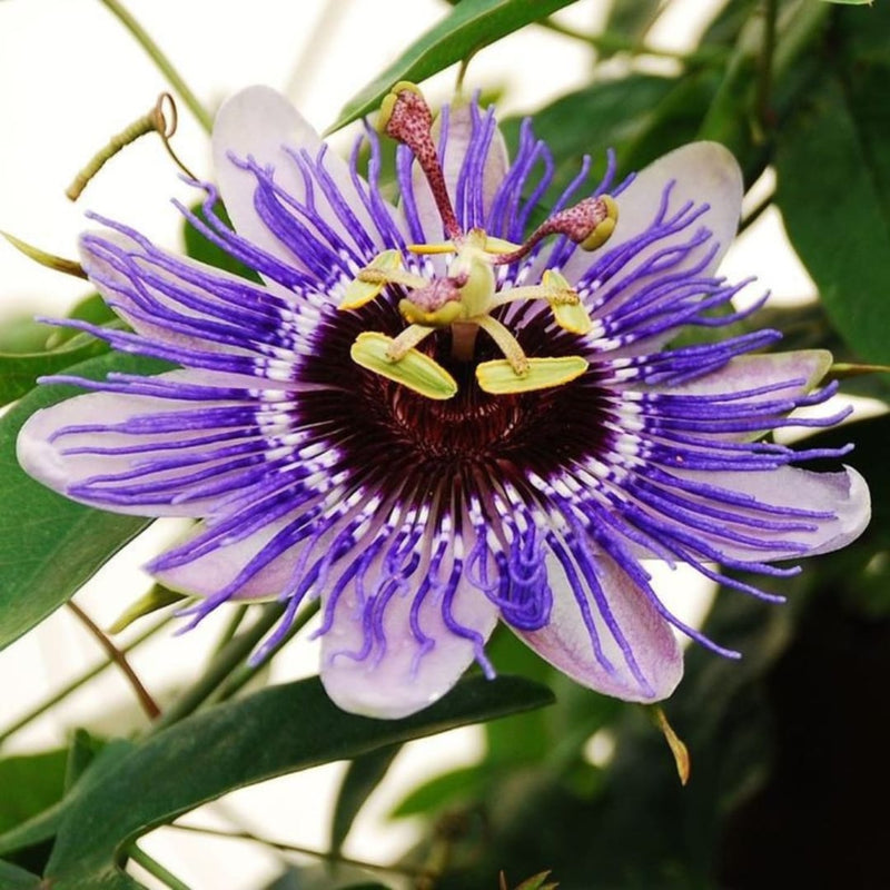 Passion blume samen unique lila blooms