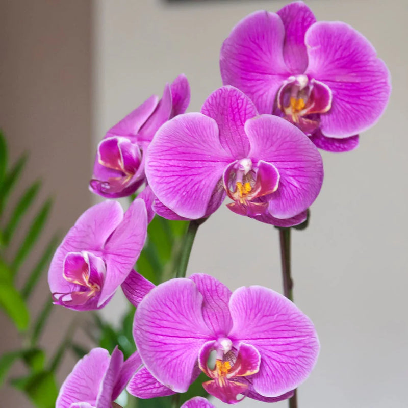 Violet orchidée graines de fleurs aux fleurs parfumées variété traditionnelle et sans OGM graines jardin potager