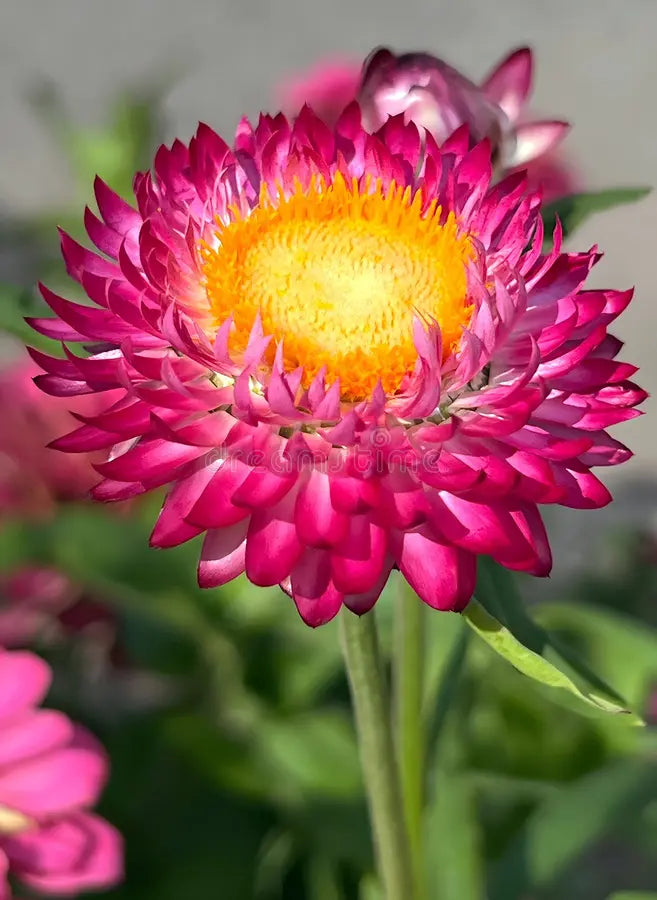 Semillas de flores rosas de siempreviva para sembrar, con flores eternas para su jardín