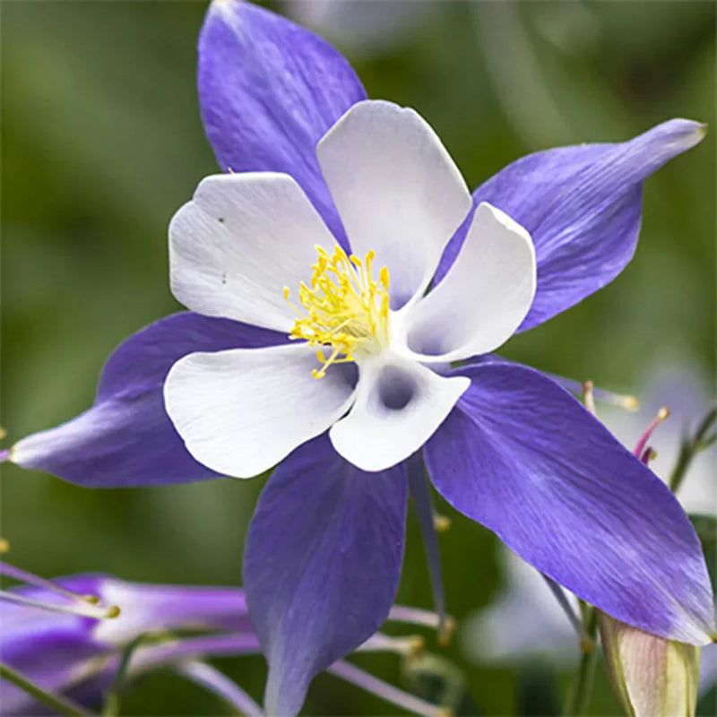 Lila weiß aquilegia blume samen for anpflanzung
