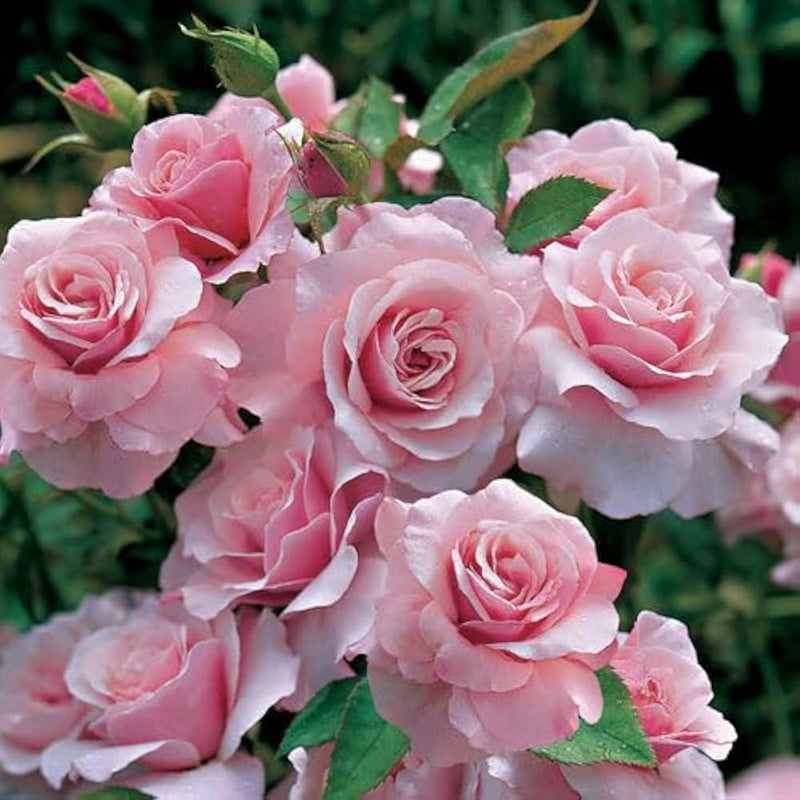 Rainbow potted rose blume samen in pale rosa for colorful environments